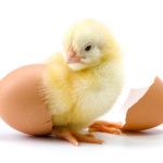 خوشحالی کاربر از به دنیا آمدن جوجه ها با دستگاه جوجه کشی داتیکس 5