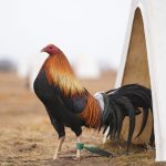 جوجه کشی موفق لاری و عروس هلندی با دستگاه داتیکس 5