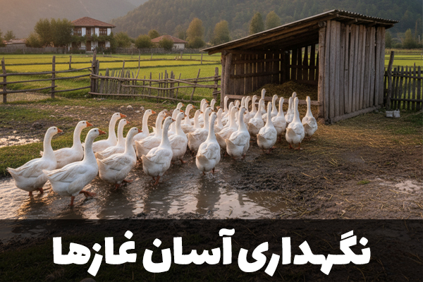 نگهداری آسان و کم هزینه غازها