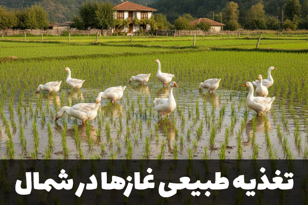 تغذیه طبیعی غازها در شالیزار