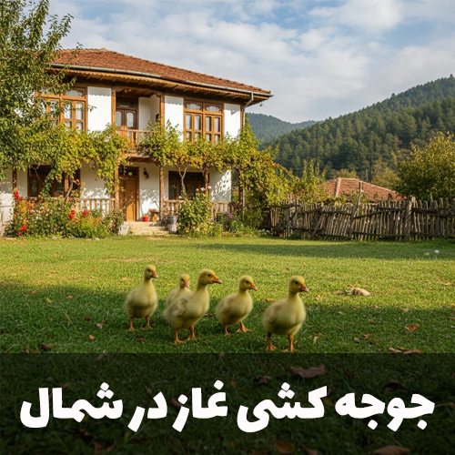 جوجه کشی غاز در شمال