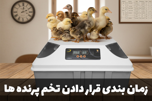 زمان بندی قرار دادن تخم پرنده های مختلف در داخل دستگاه جوجه کشی