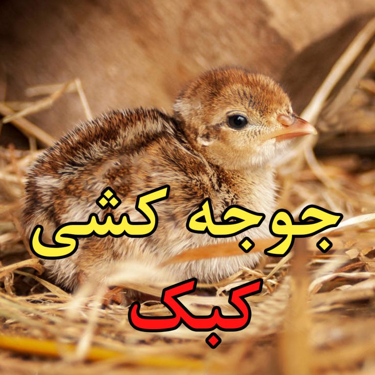 آموزش جوجه کشی کبک
