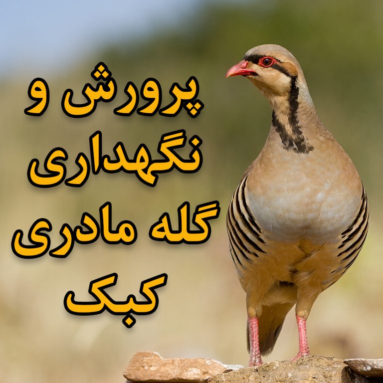 آموزش پرورش کبک
