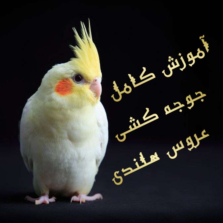 آموزش جوجه کشی عروس هلندی