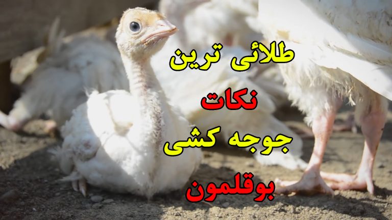 آموزش جوجه کشی بوقلمون