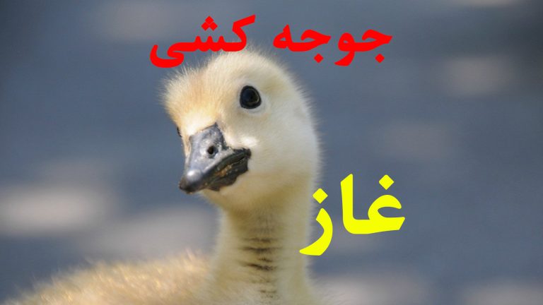 آموزش جوجه کشی غاز