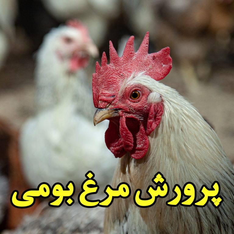 آموزش پرورش مرغ بومی