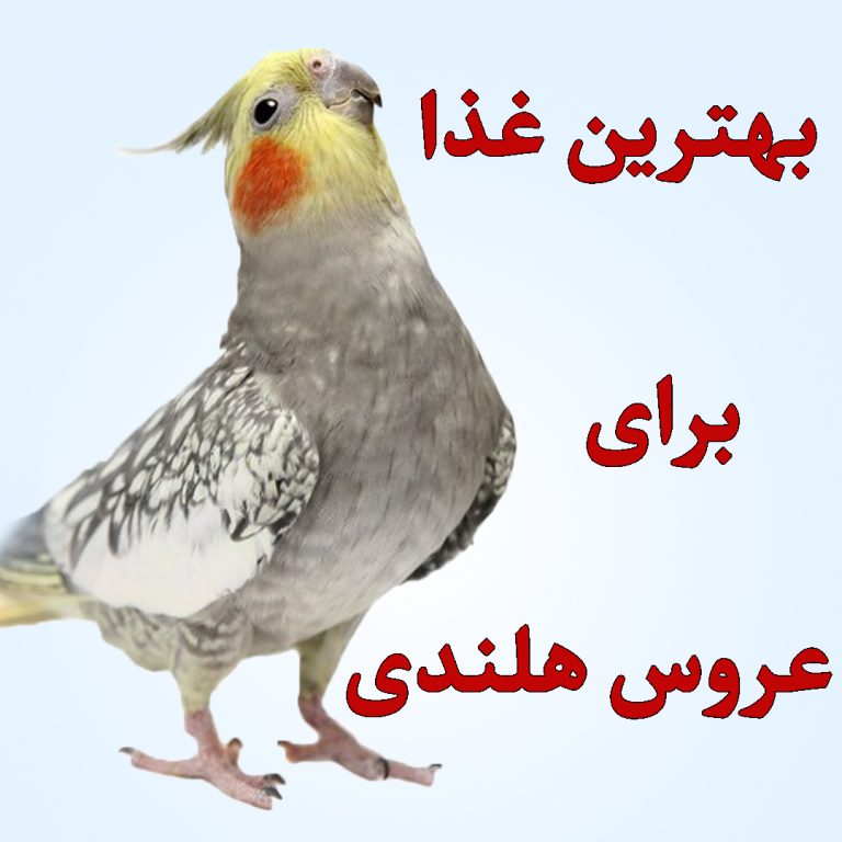 بهترین غذا برای عروس هلندی