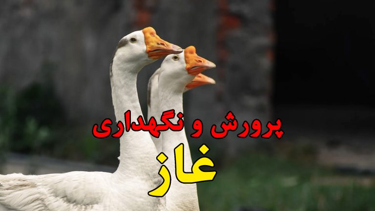 آموزش پرورش غاز