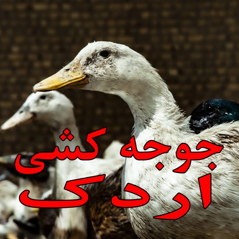 آموزش جوجه کشی اردک