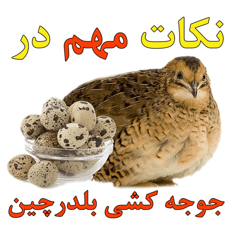 آموزش جوجه کشی بلدرچین