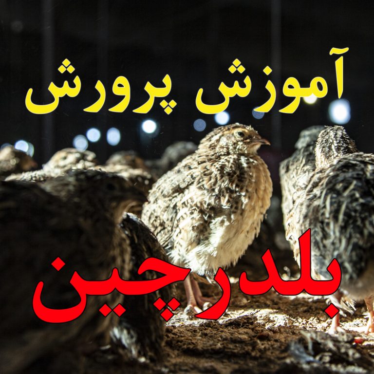 آموزش پرورش بلدرچین