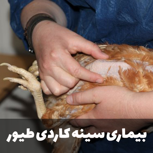 بیماری سینه کاردی در طیور