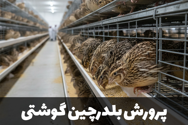 پرورش بلدرچین گوشتی