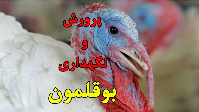 آموزش پرورش بوقلمون