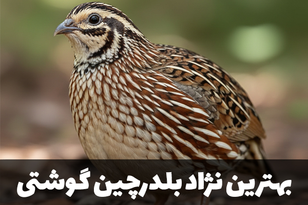 بهترین نژاد بلدرچین گوشتی