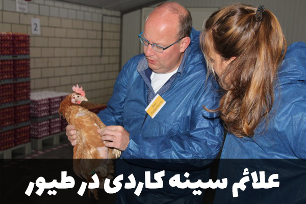 علائم سینه کاردی در طیور