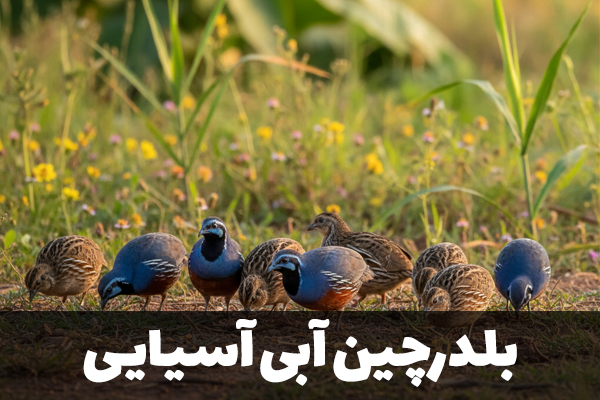 بلدرچین مینیاتوری یا آبی آسیایی