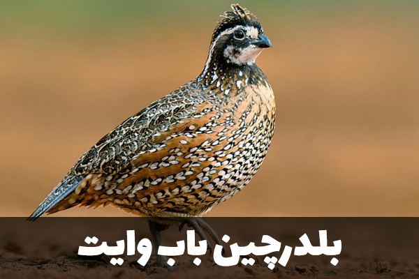 بلدرچین باب وایت