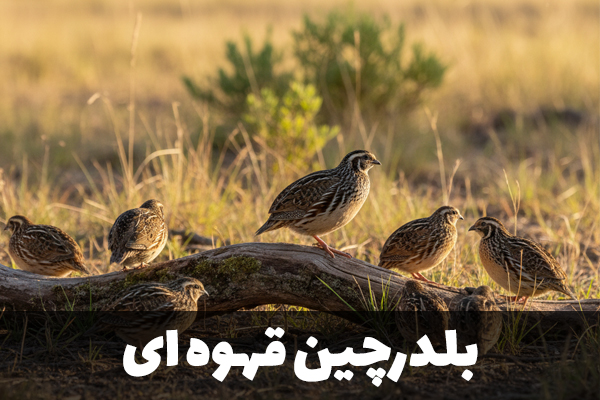 بلدرچین قهوه ای