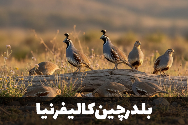 بلدرچین کالیفرنیا