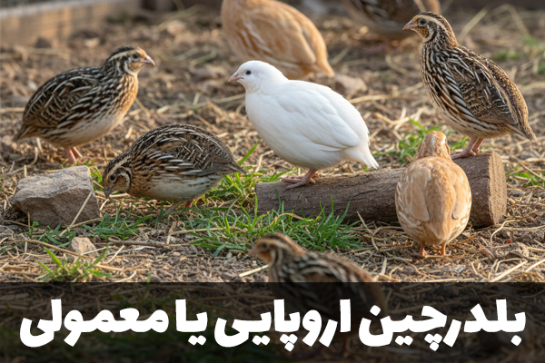 بلدرچین اروپایی