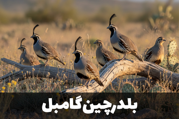 بلدرچین گامبل