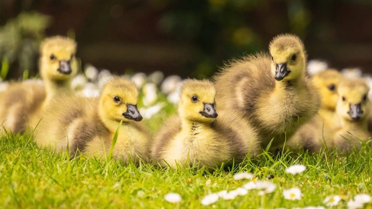 100 درصد سود سالیانه با جوجه کشی غاز