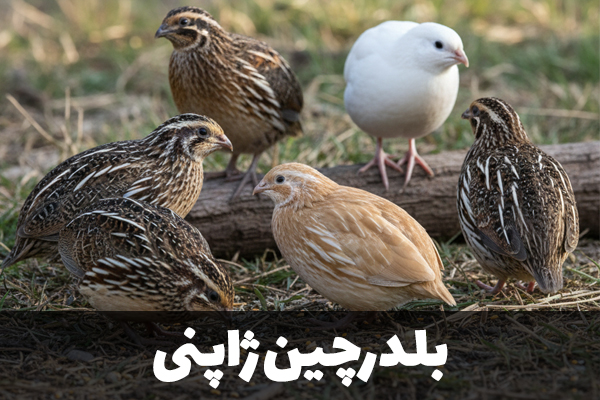 بلدرچین ژاپنی