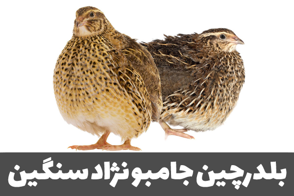 بلدرچین نژاد سنگین یا جامبو