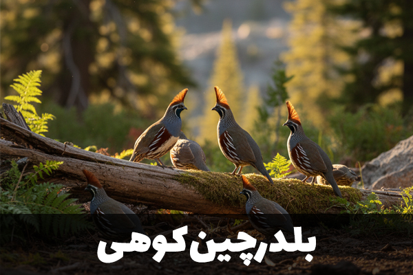 بلدرچین کوهی