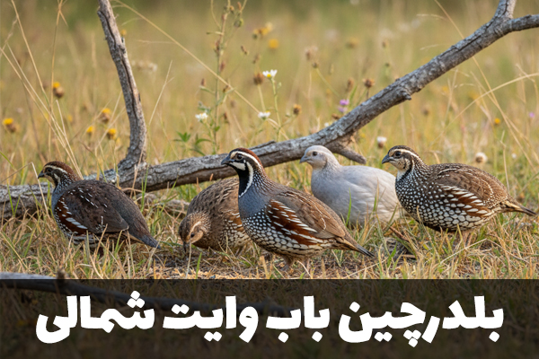 بلدرچین باب وایت شمالی