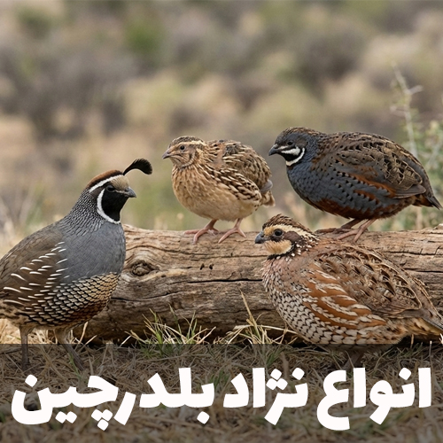 نژادهای بلدرچین