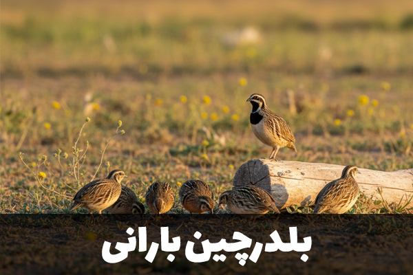 بلدرچین بارانی