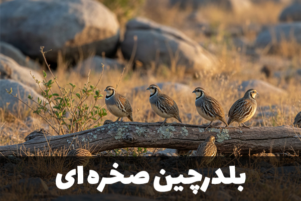 بلدرچین صخره ای