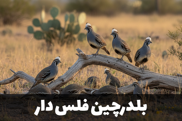 بلدرچین فلس دار