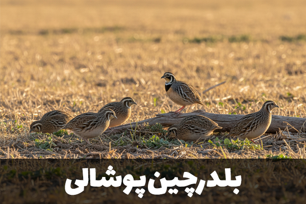 بلدرچین پوشالی