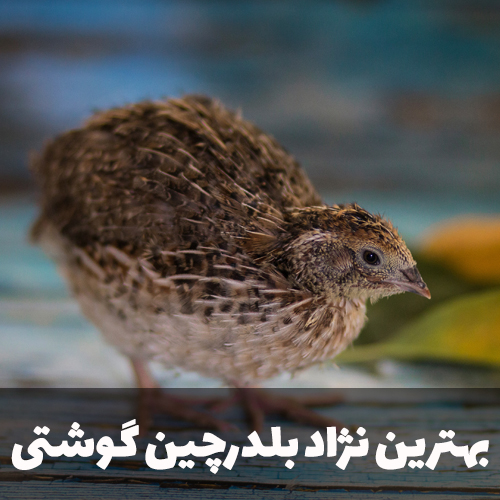 بهترین نژاد بلدرچین گوشتی