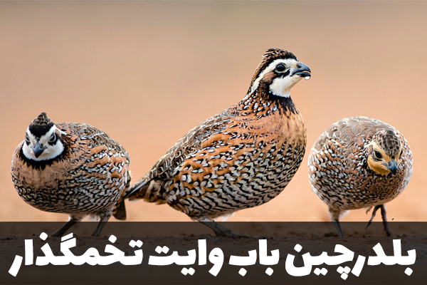 بلدرچین باب وایت