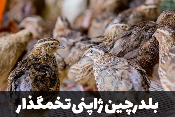 بلدرچین ژاپنی