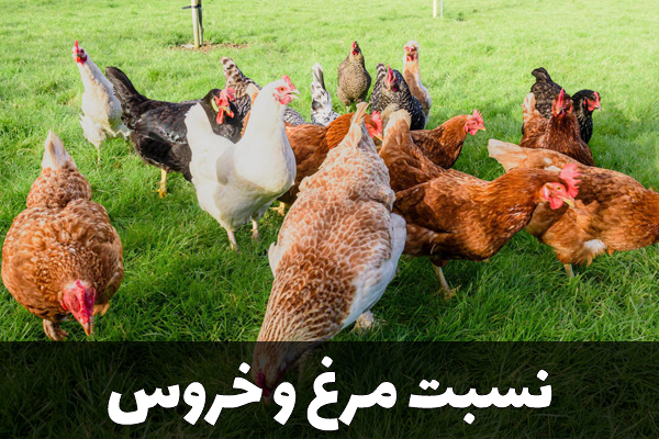 نسبت مناسب مرغ و خروس