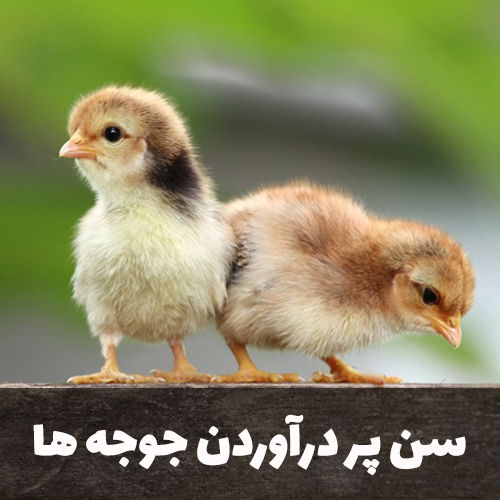 سن پر درآوردن جوجه ها