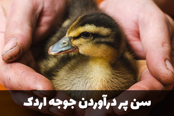 سن پر درآوردن جوجه اردک