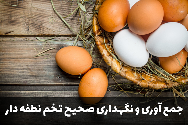 جمع آوری و نگهداری صحیح تخم نطفه دار