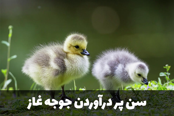سن پر درآوردن جوجه غاز
