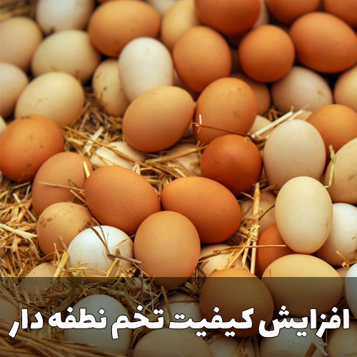 افزایش کیفیت تخم نطفه دار