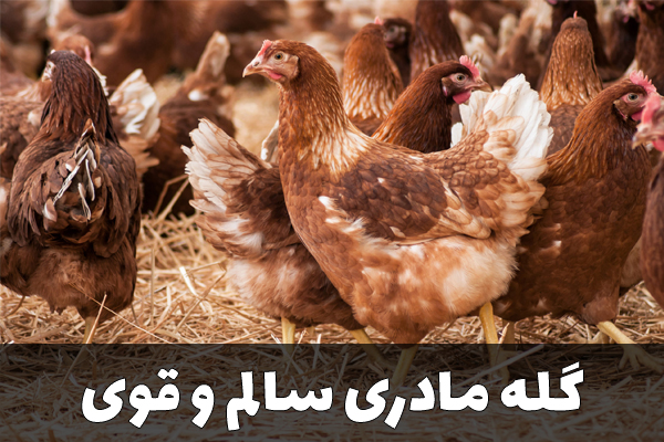 گله مادری سالم و قوی