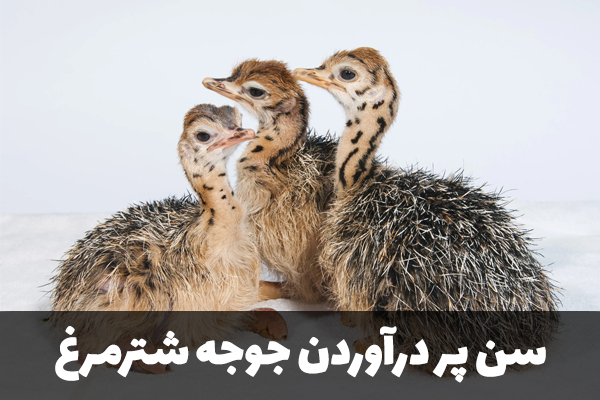 سن پر درآوردن جوجه شترمرغ