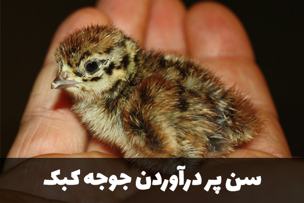 سن پر درآوردن جوجه کبک
